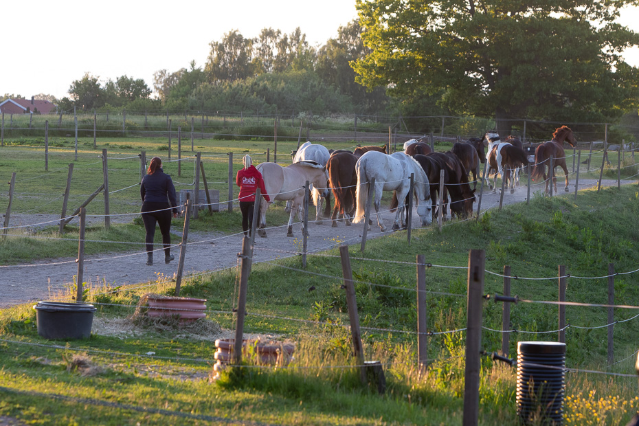 Ridskolehästarna på väg tll hagen 